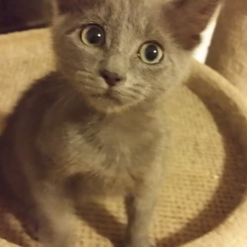 Bow - Bashful but Bewitching