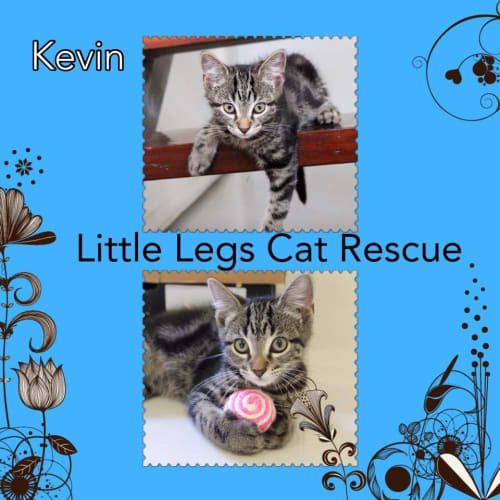 Kevin