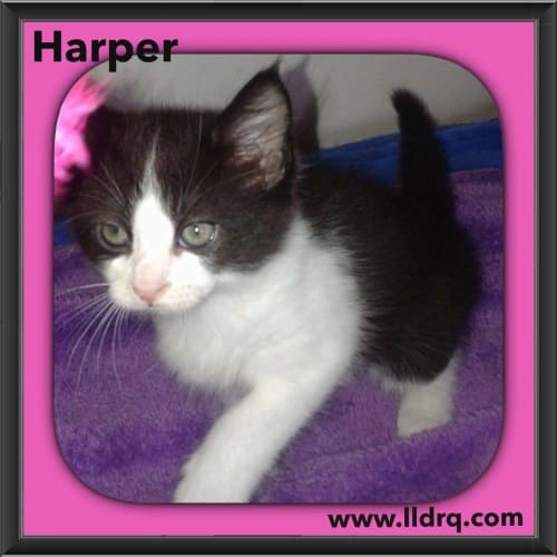Harper 