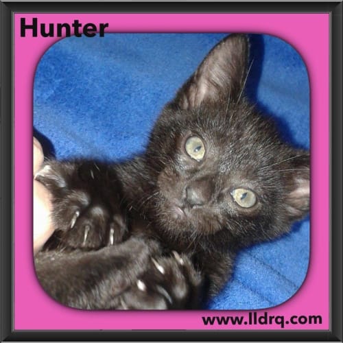 Hunter 