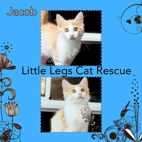 Jacob 
