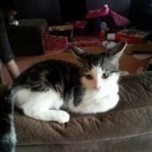 Smoochy Kitten Boy Cat is Looking for a Home