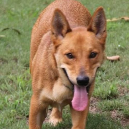 Opie