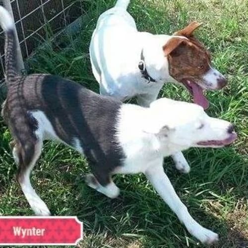 Wynter