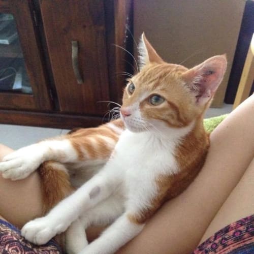 Mr Meowgi