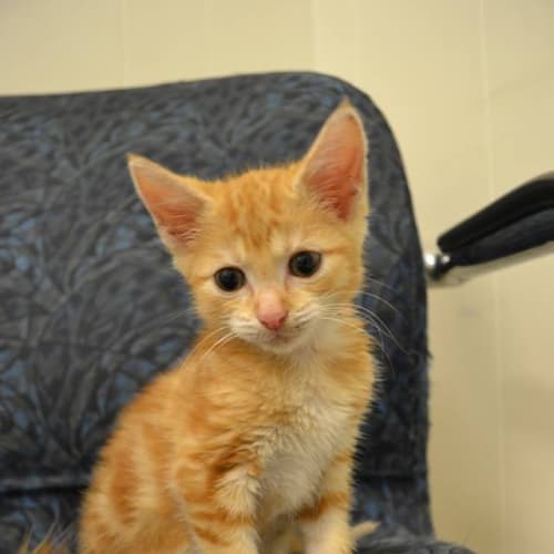 No photo for Cuddly Connor The Kitten Needs Out Of The Pound!