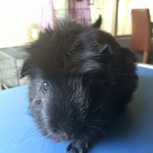 Child Friendly: Sherlock and Watson