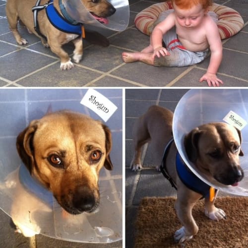 Scrappy Doo
