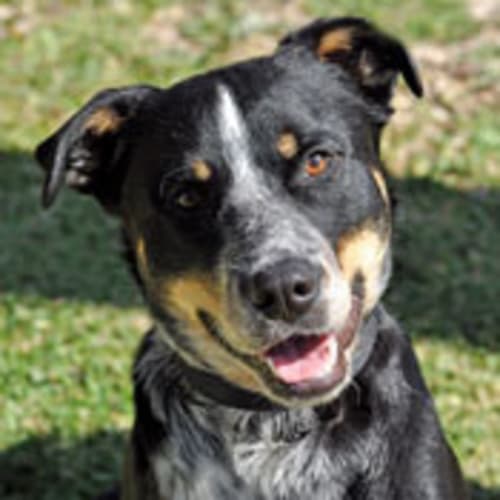 Buddy (BnD224) 