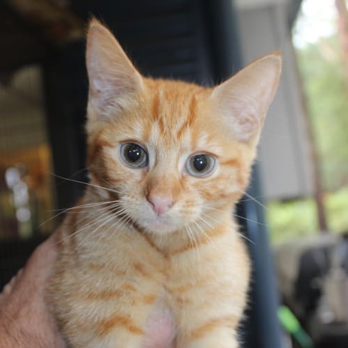 Georgie @ The Pet House, Erina