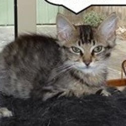 Indium ** Adoption Day**