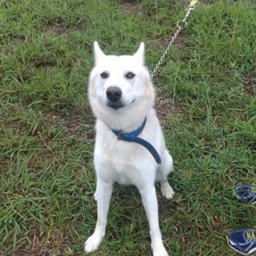 Kirra (adoption pending)