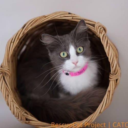 "Vega" - Purrfect Match
