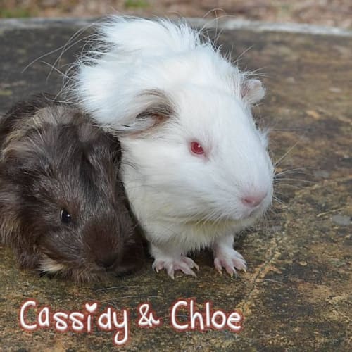 Cassidy and Chloe