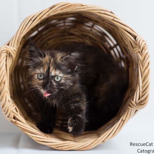 "Lacey" - Purrfect Match