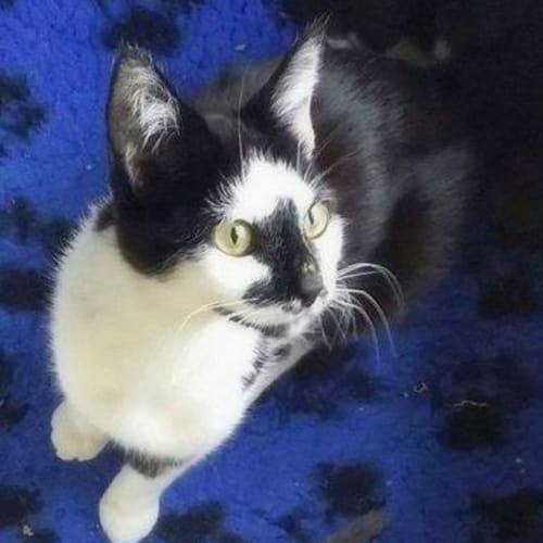 "Matilda" - Purrfect Match