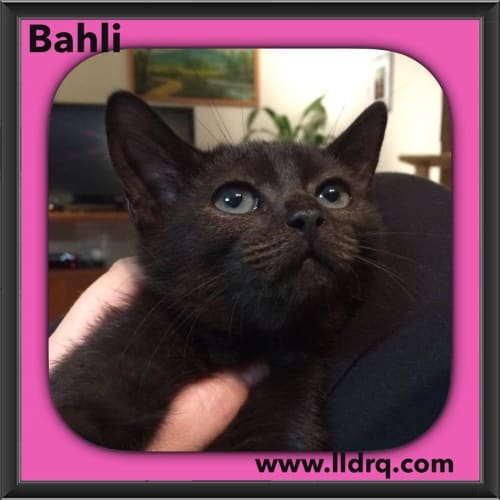 Bahli 