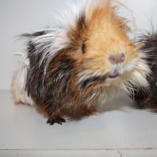 Miss Mumma Pig & Baby