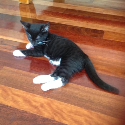 Trixie (The Pet House, Westfield Tuggerah)