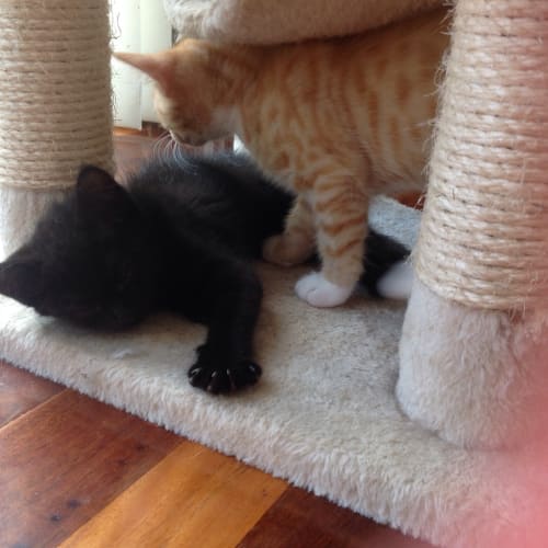 Daisy (The Pet House, Westfield Tuggerah)
