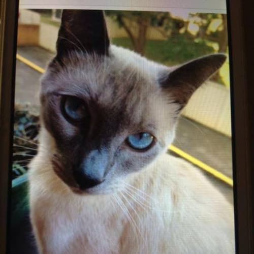"Ceelo" Purrfect Match