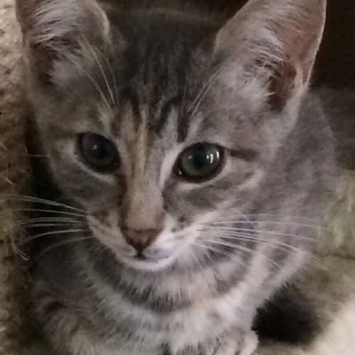 Molly @ The Pet House, Erina