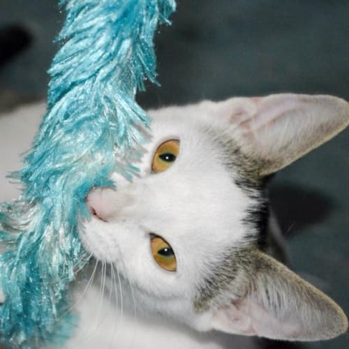 Lizard      Kitten Kapers Rescue