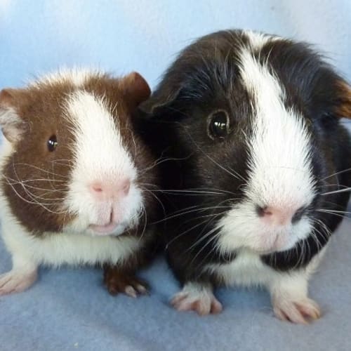 Darcy and Sawyer