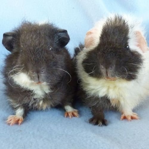 Jet and Scooter