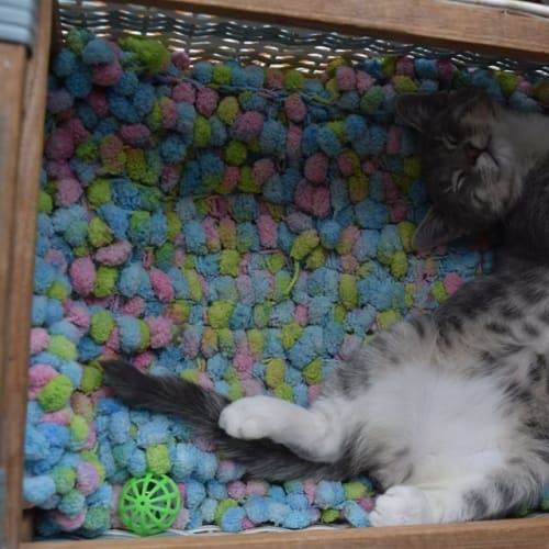 Theodore ** Adoption Day**