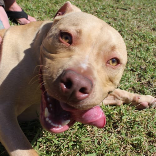 Harley ~ American Staffy x (On Trial 16/5/15)