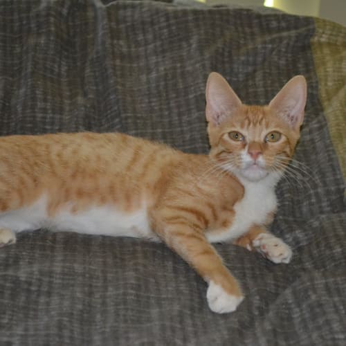 Tiggs $80 to adopt !