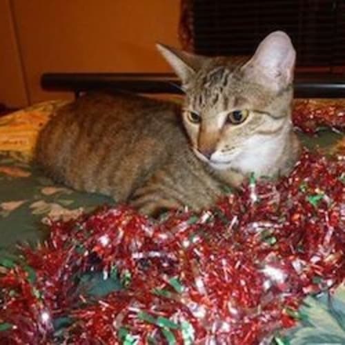 Freya (Be C20470) *Adopted*
