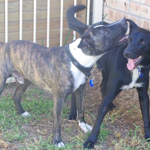 Snoopy ~ Staffy X ~ Foster Fail 30/3/15