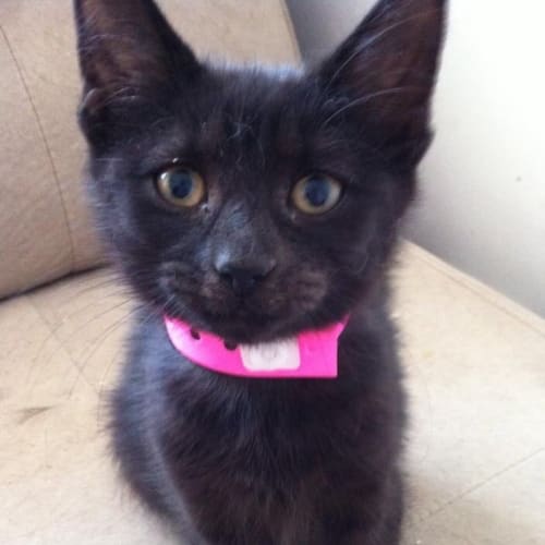 Sooty
