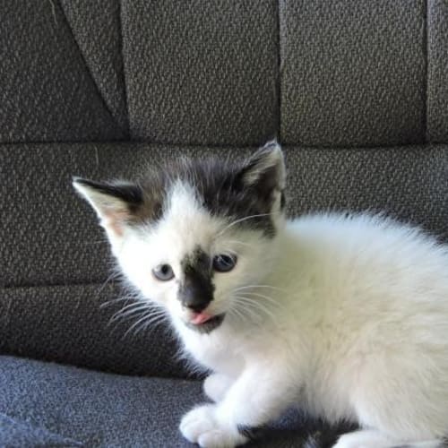 Smudge