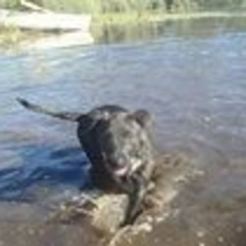 Cinders (adoption pending)