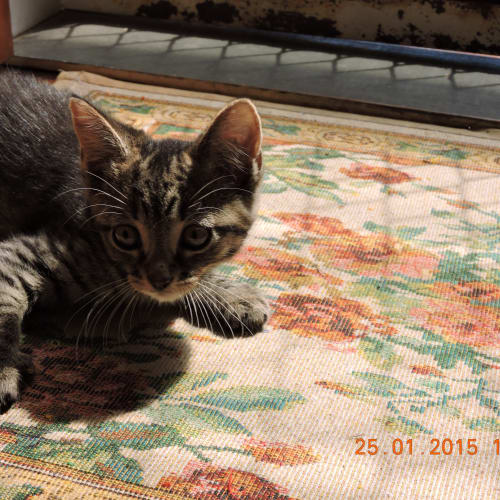 Tiny