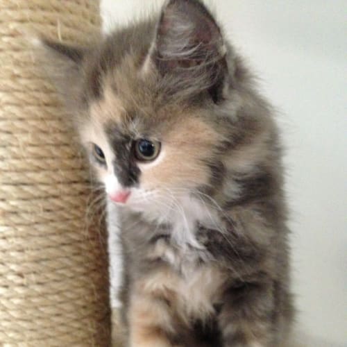 Willow