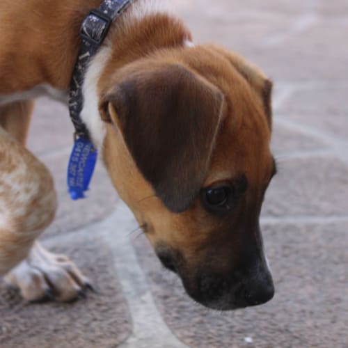 Sienna (On Trial 5/3/15)~ Ridgeback X puppy