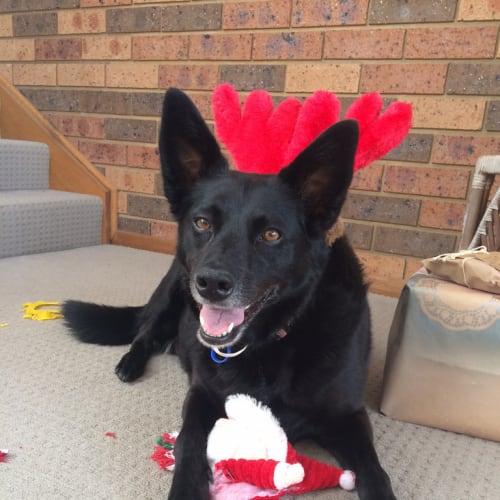 Kira (On Trial 2/3/15) ~ kelpie x