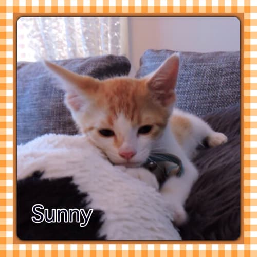 Sunny