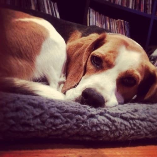 Bella Beagle
