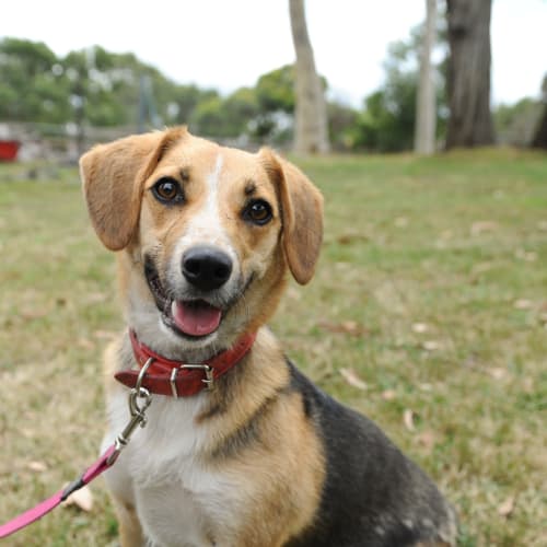 Mya ( Ive just been adopted by a wonderful family)