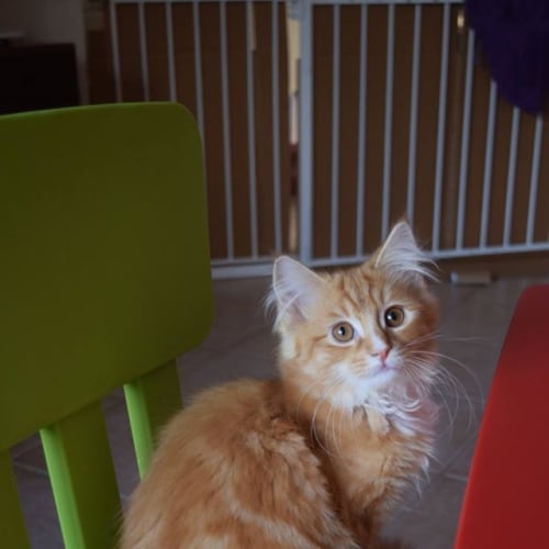 Basil