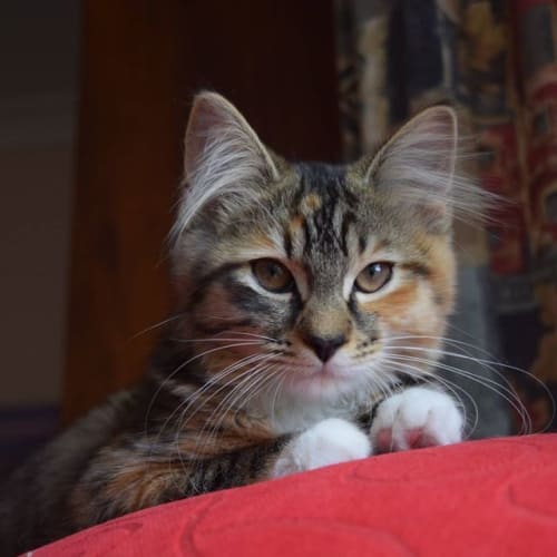 Smokie