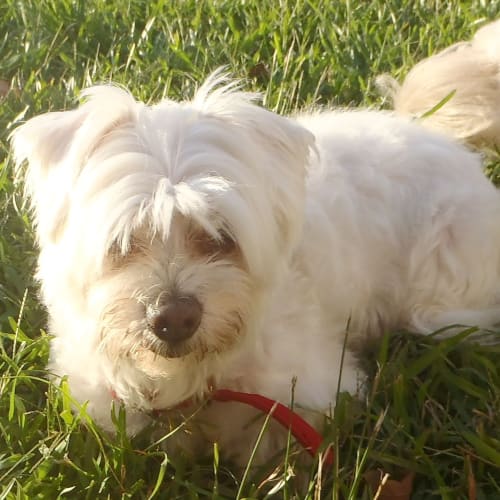 Angel ~ Senior Maltese ~ On Trial 29/3/15
