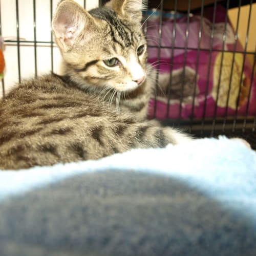 Franklin (Kitten)