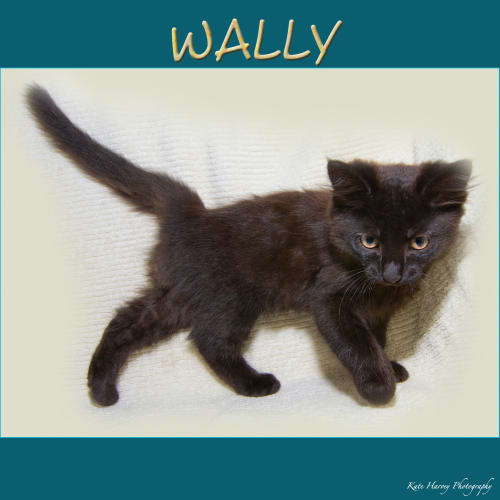 Wally