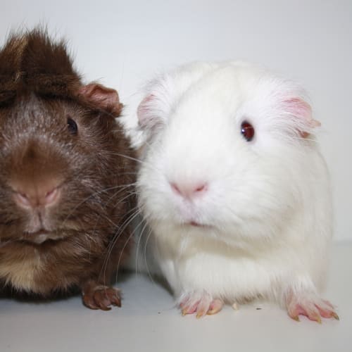 Cadbury & Milky (Desexed male) 